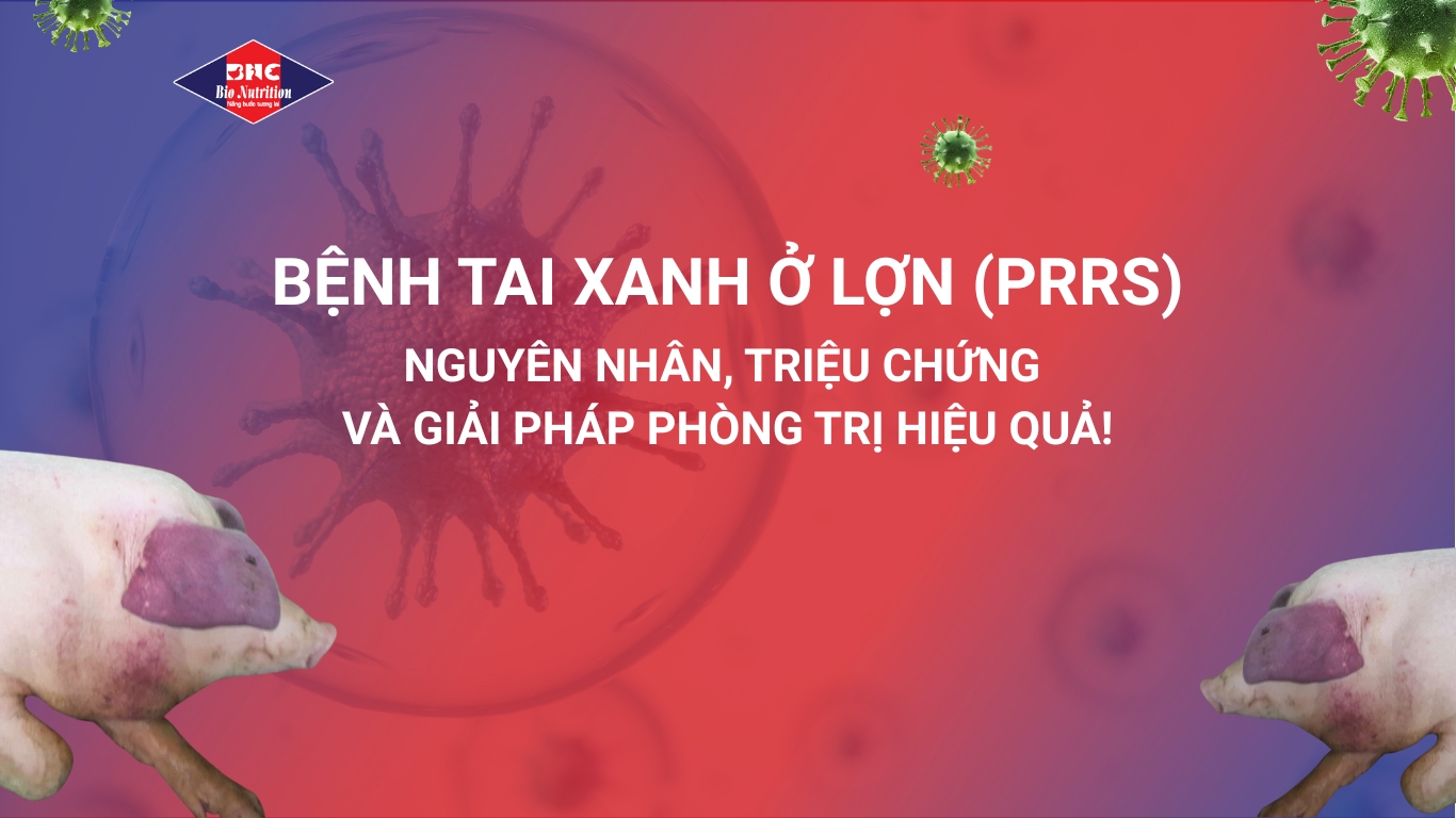 BỆNH TAI XANH Ở LỢN (PRRS): NGUYÊN NHÂN, TRIỆU CHỨNG VÀ GIẢI PHÁP PHÒNG TRỊ HIỆU QUẢ