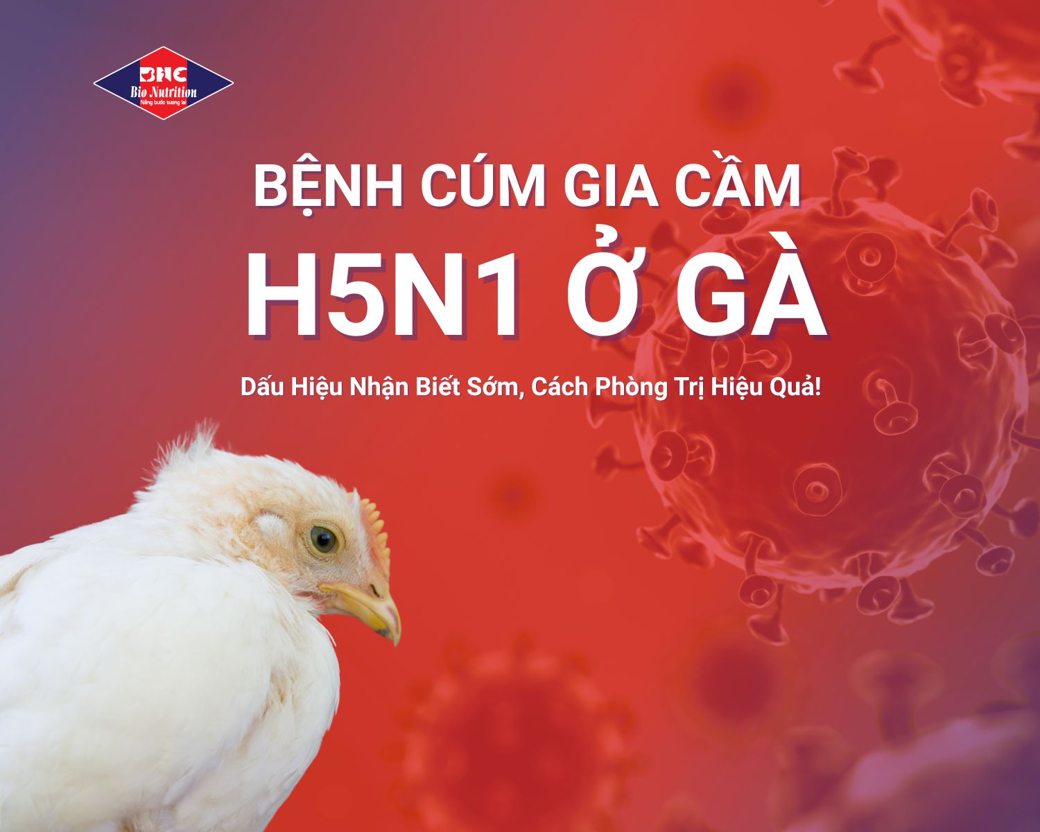 Triệu chứng bệnh cúm gia cầm H5N1 trên gà theo TCVN 8400-26:2014