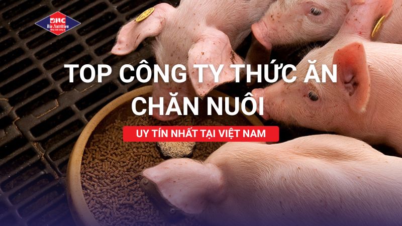 TOP CÔNG TY THỨC ĂN CHĂN NUÔI UY TÍN TẠI VIỆT NAM