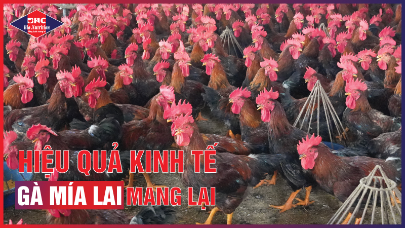 HIỆU QUẢ KINH TẾ CỦA GÀ MÍA LAI MANG LẠI