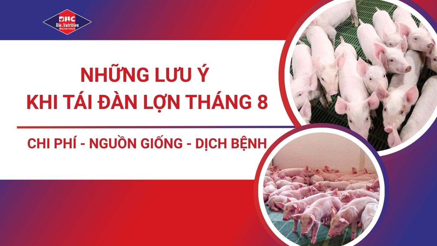 Những Lưu Ý Khi Tái Đàn Lợn Tháng 8: Chi Phí, Nguồn Giống Và Dịch Bệnh