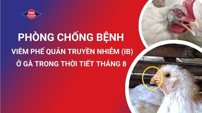 Phòng Chống Bệnh Viêm Phế Quản Truyền Nhiễm (IB) Ở Gà Trong Thời Tiết Tháng 8
