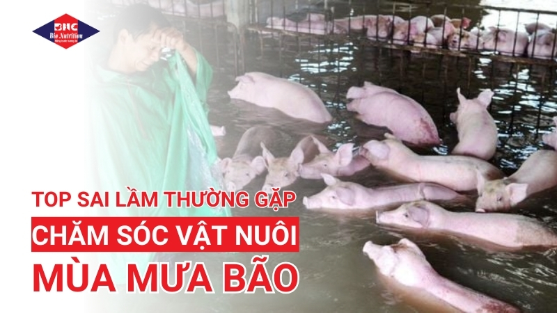 TOP Sai Lầm Thường Gặp Khi Chăm Sóc Vật Nuôi Trong Mùa Mưa
