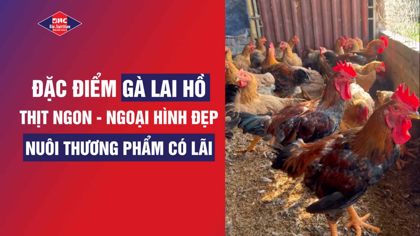 Đặc điểm gà Lai Hồ – Thịt ngon, ngoại hình đẹp, đầu tư nuôi thương phẩm có lãi