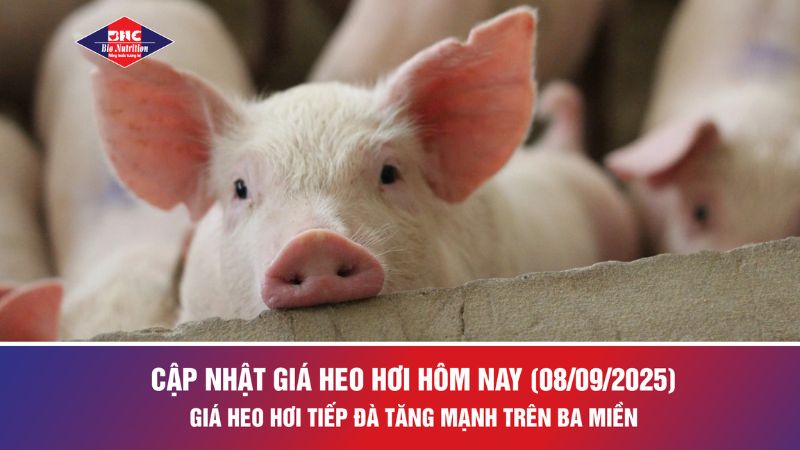  CẬP NHẬT GIÁ HEO HƠI HÔM NAY (08/09/2025)