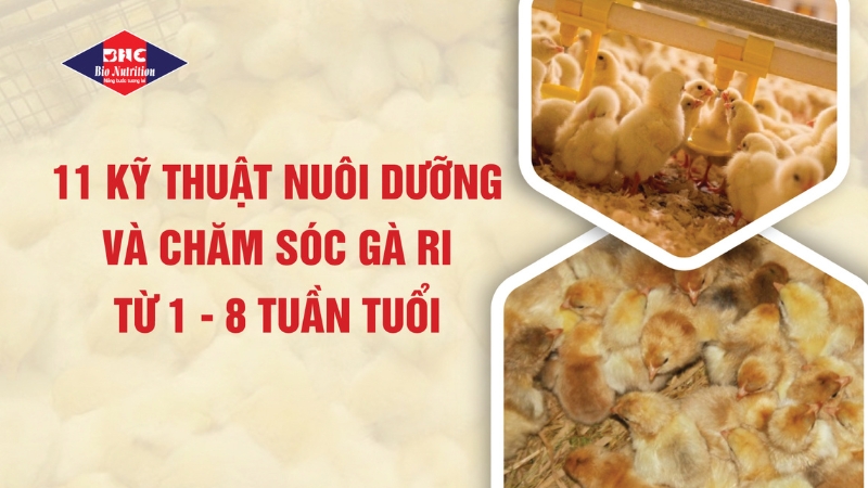 11 KỸ THUẬT CHĂM SÓC GÀ RI TỪ 1 – 8 TUẦN TUỔI