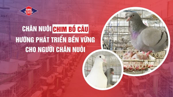 [PHÂN TÍCH THỊ TRƯỜNG] CHĂN NUÔI CHIM BỒ CÂU – HƯỚNG PHÁT TRIỂN BỀN VỮNG CHO NGƯỜI CHĂN NUÔI