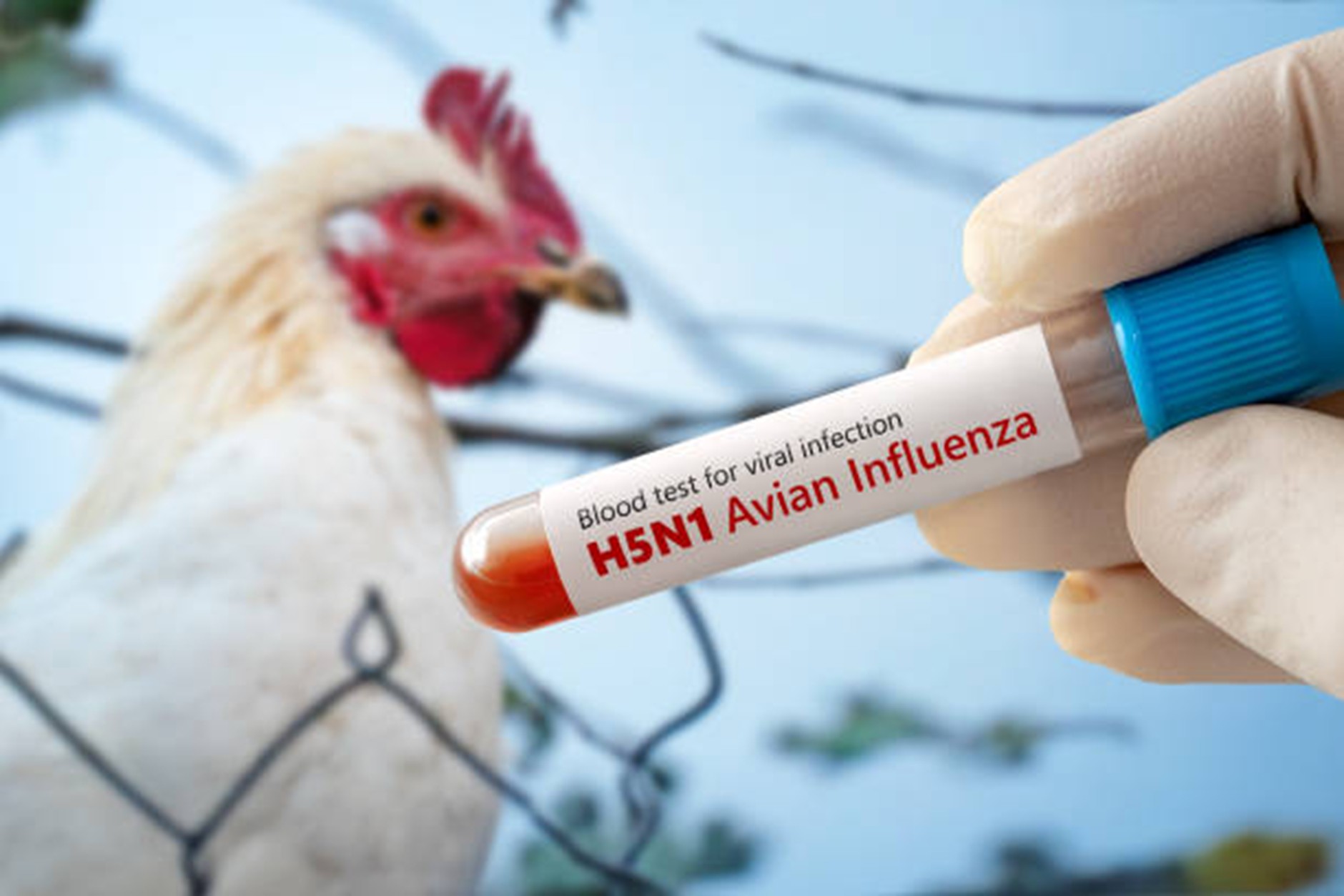 H5N1 BÙNG PHÁT CAO ĐIỂM CUỐI NĂM? PHÒNG CHỐNG H5N1 TRÊN GIA CẦM HIỆU QUẢ