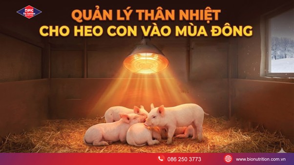 QUẢN LÝ THÂN NHIỆT CHO HEO CON VÀO MÙA ĐÔNG