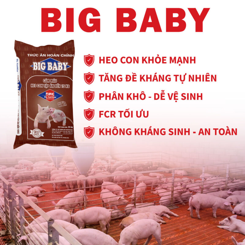 Big Baby Đặc điểm nổi trội