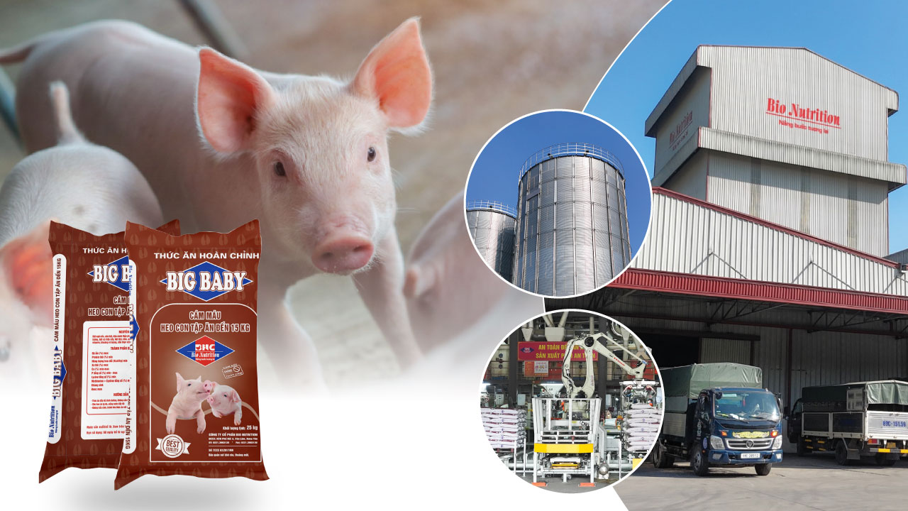Big Baby – Giải pháp hiệu quả cho heo con tập ăn của Bio Nutrition