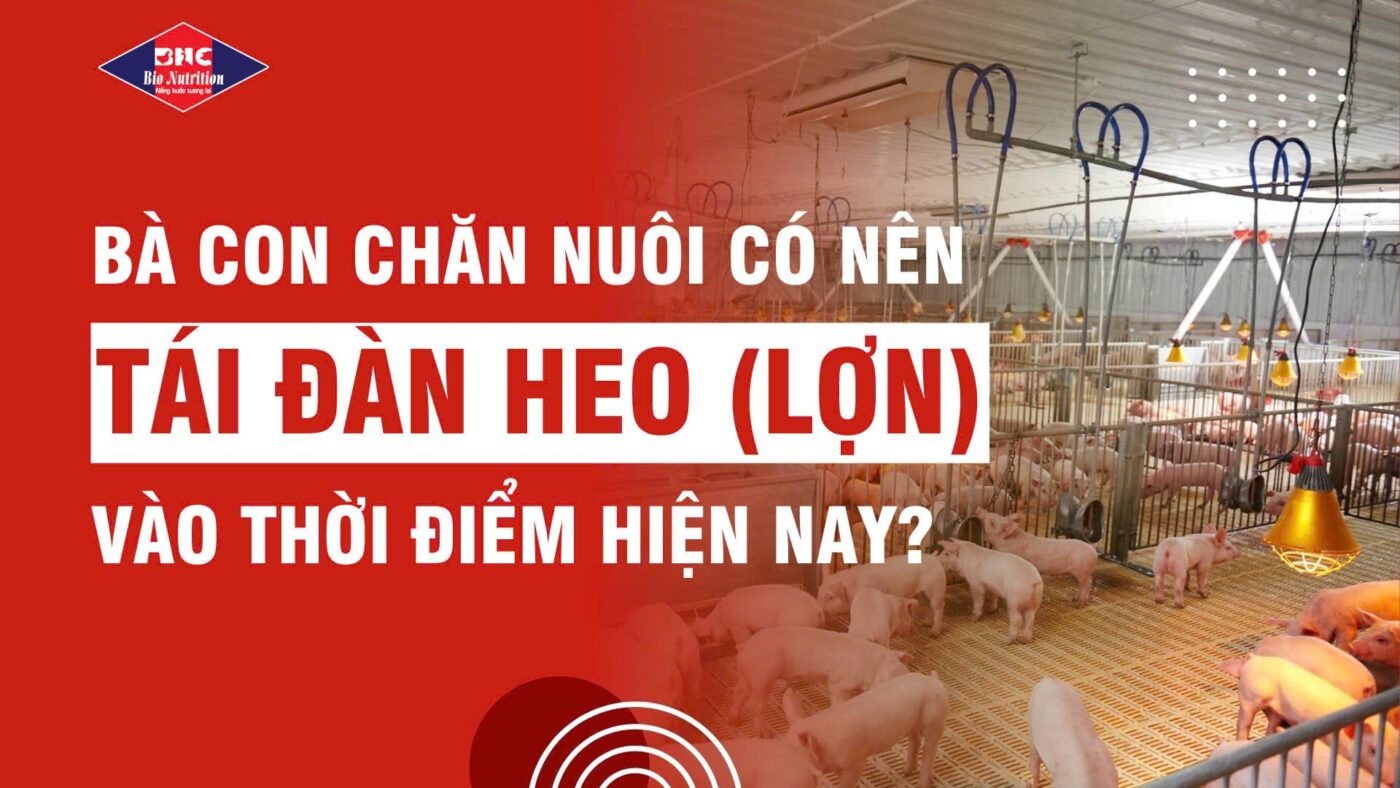 Có nên tái đàn heo vào thời điểm hiện nay? Phân tích cơ hội và rủi ro cho người chăn nuôi