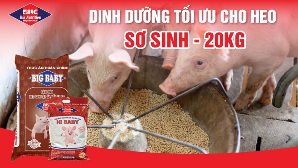 DINH DƯỠNG TỐI ƯU CHO HEO SƠ SINH ĐẾN 20KG